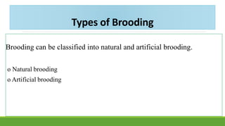 Brooding Mob Chick brooding ch3 | PDF