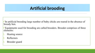 Chick brooding ch3 | PDF