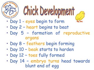 • Day 1 - eyes begin to form
• Day 2 – heart begins to beat
• Day 5 – formation of reproductive
organs
• Day 8 – feathers begin forming
• Day 10 – beak starts to harden
• Day 12 – toes fully formed
• Day 14 – embryo turns head towards
blunt end of egg
 