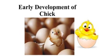 Early Development of
Chick
 
