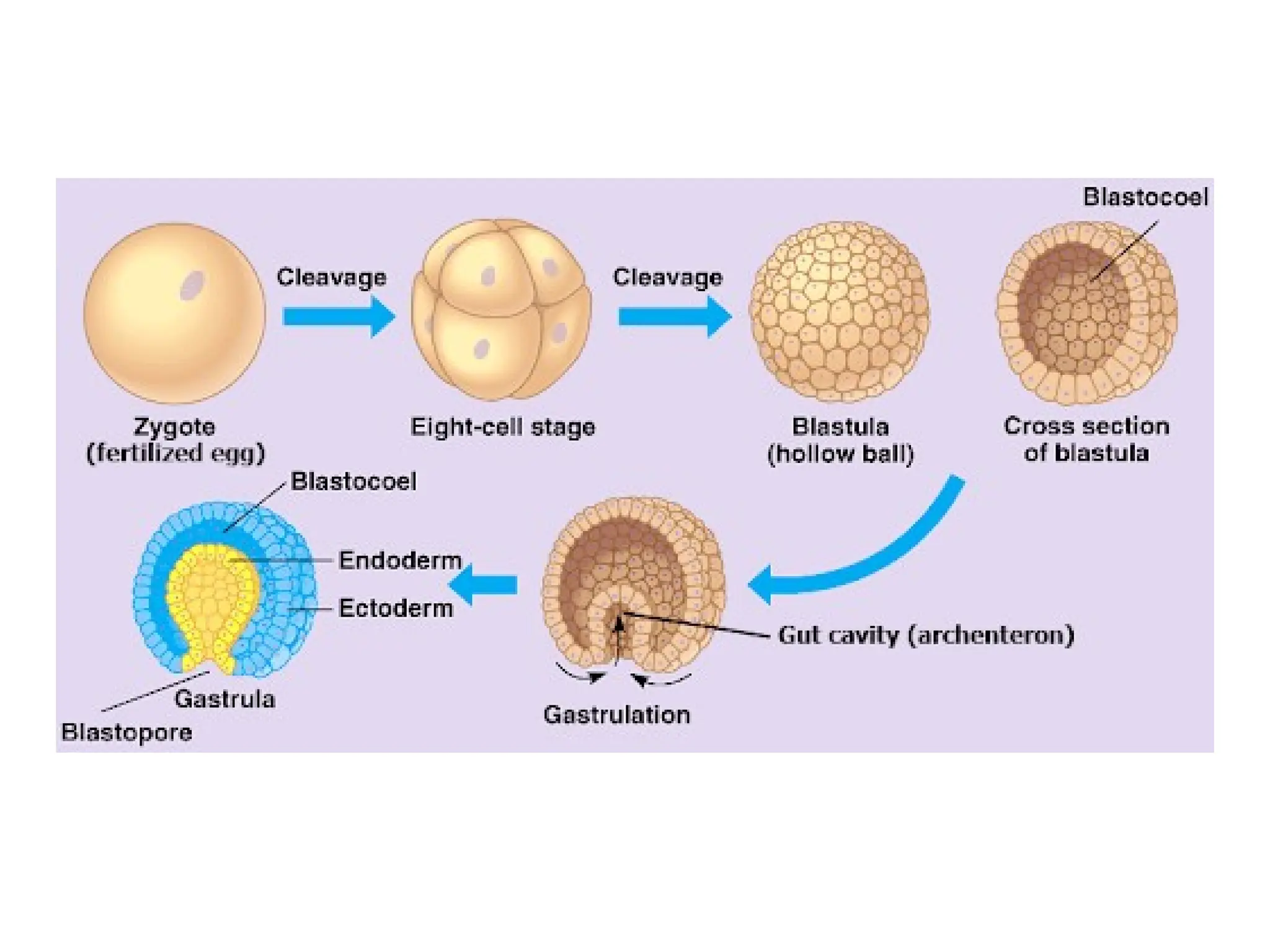 Chick Embryology presentation Veena Dongare | PPTX