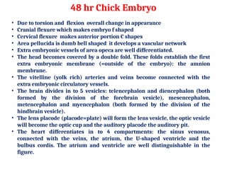 48 hr Chick Embryo
• Due to torsion and flexion overall change in appearance
• Cranial flexure which makes embryo f shaped
• Cervical flexure makes anterior portion C shapes
• Area pellucida is dumb bell shaped it develops a vascular network
• Extra embryonic vessels of area opeca are well differentiated.
• The head becomes covered by a double fold. These folds establish the first
extra embryonic membrane (=outside of the embryo): the amnion
membrane.
• The vitelline (yolk rich) arteries and veins become connected with the
extra embryonic circulatory vessels.
• The brain divides in to 5 vesicles: telencephalon and diencephalon (both
formed by the division of the forebrain vesicle), mesencephalon,
metencephalon and myencephalon (both formed by the division of the
hindbrain vesicle).
• The lens placode (placode=plate) will form the lens vesicle, the optic vesicle
will become the optic cup and the auditory placode the auditory pit.
• The heart differentiates in to 4 compartments: the sinus venosus,
connected with the veins, the atrium, the U-shaped ventricle and the
bulbus cordis. The atrium and ventricle are well distinguishable in the
figure.
 