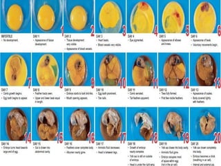 Chick Embryology presentation Veena Dongare