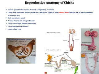 • Gonads - paired testes in males & usually a single ovary in females.
• Ovary: most birds have only left ovary but 2 ovaries are typical of many raptors which contains 500 to several thousand
primary oocytes.
• Male inseminates female
• Female stores sperm for up to 2 weeks
• Ovary has multiple follicles in hierarchy
• One ovulation every 25 hours
• timed to light cycle
Reproductive Anatomy of Chicks
Male Reproductive System
Female Reproductive System
 