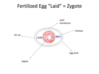 Fertilized Egg “Laid” = Zygote

                      shell
                      membrane


                                  Chalaza
Air sac




                             Egg shell


          Zygote
 