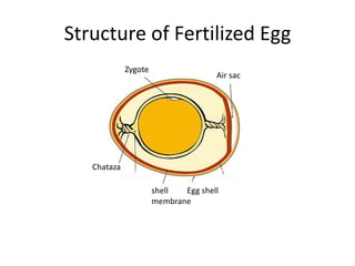 Structure of Fertilized Egg
             Zygote
                                     Air sac




   Chataza

                      shell  Egg shell
                      membrane
 