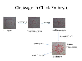 Cleavage in Chick Embryo

          Cleavage 1                     Cleavage 2


Zygote                 Two Blastomeres                four Blastomeres


                                                                Cleavage 3,4,5


                             Area Opaca                                  Sixteen
                                                                         Blastomeres



                            Area Pellucida
                                                       Blastoderm
 