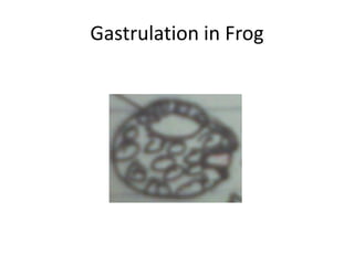 Gastrulation in Frog
 