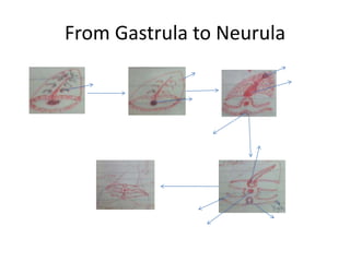From Gastrula to Neurula
 