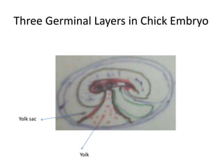 Three Germinal Layers in Chick Embryo




 Yolk sac




            Yolk
 