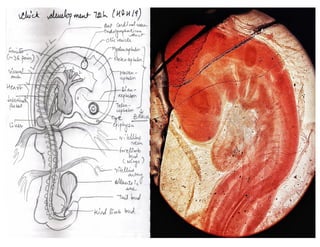 Chick development, embryology, organogenesis. | PDF