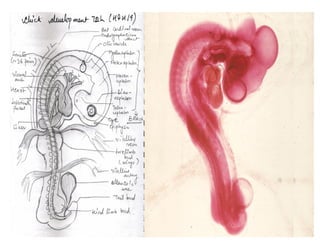 Chick development, embryology, organogenesis. | PDF
