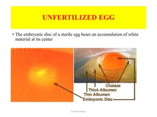 chick embryo development, FERTILIZED EGG, UNFERTILIZED EGG | PPTX