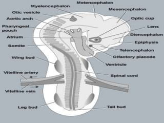 Chick embryo developmental stages | PPTX