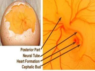 Chick embryo developmental stages | PPTX