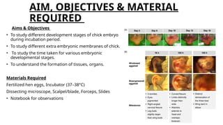 Chick embryo project by Abhijeet (23izoo02).pptx