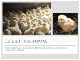 CUTE & PITIFUL ANIMAL
“More chickens are raised and killed for food than all other land animals
combined.” – peta.org
 