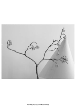 Project_f_4.8100Day white fluorescent.jpg
 