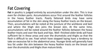 Fat Covering
Fat in poultry is judged entirely by accumulation under the skin. This is true
even for chicken parts. Accumulations occur first around the feather follicles
in the heavy feather tracts. Poorly fattened birds may have some
accumulation of fat in the skin along the heavy feather tracts on the breast.
Then, accumulations will be noted at the juncture of the wishbone and keel
and where the thigh skin joins the breast skin. At the same time,
accumulations will be noted around the feather follicles between the heavy
feather tracts and over the back and hips. Well -finished older birds will have
sufficient fat in these areas and over the drumsticks and thighs so that the
flesh is difficult to see. Fowl which have stopped laying have a tendency to
take on excessive fat in the abdominal area. Younger birds will generally have
less fat under the skin between the heavy feather tracts on the breast and
over the drumsticks and thighs than mature birds.
 