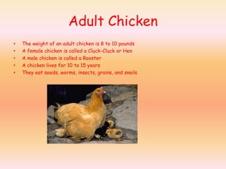 Adult Chicken The weight of an adult chicken is 8 to 10 pounds A female chicken is called a Cluck-Cluck or Hen A male chicken is called a Rooster A chicken lives for 10 to 15 years They eat seeds, worms, insects, grains, and snails 