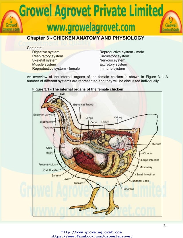 Chicken Anatomy & Physiology PDF
