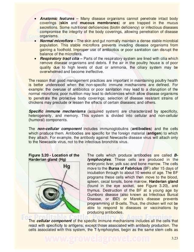 Chicken Anatomy & Physiology