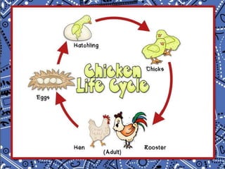 Chicken and cat life cycle for upload
