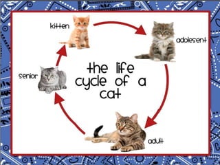 Chicken and cat life cycle for upload