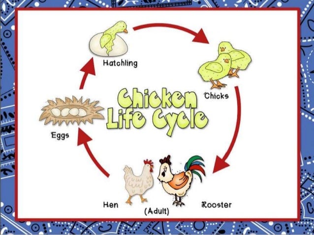cycle of a cat diagram chicken and cat cycle for upload cycle of a cat diagram chicken and cat cycle for upload