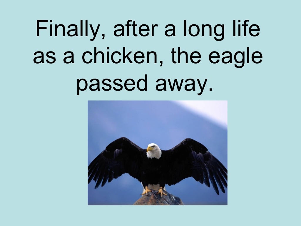 Chicken and the eagle