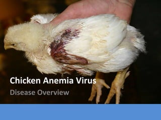 Chicken Anemia Virus
Disease Overview
 
