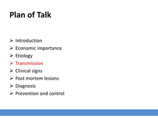 Plan of Talk
 Introduction
 Economic importance
 Etiology
 Transmission
 Clinical signs
 Post mortem lesions
 Diagnosis
 Prevention and control
 