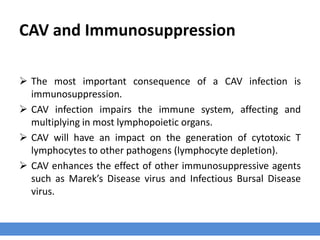 CAV and Immunosuppression
 The most important consequence of a CAV infection is
immunosuppression.
 CAV infection impairs the immune system, affecting and
multiplying in most lymphopoietic organs.
 CAV will have an impact on the generation of cytotoxic T
lymphocytes to other pathogens (lymphocyte depletion).
 CAV enhances the effect of other immunosuppressive agents
such as Marek’s Disease virus and Infectious Bursal Disease
virus.
 