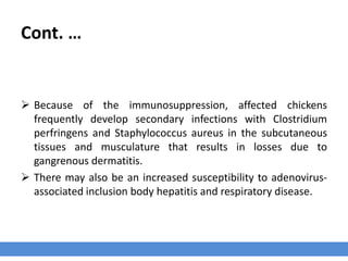 Cont. …
 Because of the immunosuppression, affected chickens
frequently develop secondary infections with Clostridium
perfringens and Staphylococcus aureus in the subcutaneous
tissues and musculature that results in losses due to
gangrenous dermatitis.
 There may also be an increased susceptibility to adenovirus-
associated inclusion body hepatitis and respiratory disease.
 