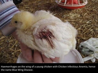 Haemorrhages on the wing of a young chicken with Chicken Infectious Anemia, hence
the name Blue Wing Disease.
 