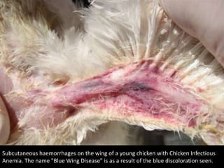 Subcutaneous haemorrhages on the wing of a young chicken with Chicken Infectious
Anemia. The name "Blue Wing Disease" is as a result of the blue discoloration seen.
 