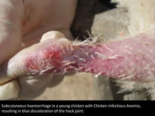 Subcutaneous haemorrhage in a young chicken with Chicken Infectious Anemia,
resulting in blue discoloration of the hock joint.
 