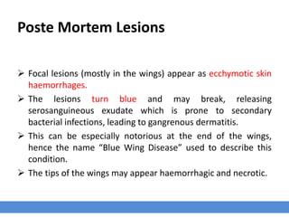 Poste Mortem Lesions
 Focal lesions (mostly in the wings) appear as ecchymotic skin
haemorrhages.
 The lesions turn blue and may break, releasing
serosanguineous exudate which is prone to secondary
bacterial infections, leading to gangrenous dermatitis.
 This can be especially notorious at the end of the wings,
hence the name “Blue Wing Disease” used to describe this
condition.
 The tips of the wings may appear haemorrhagic and necrotic.
 