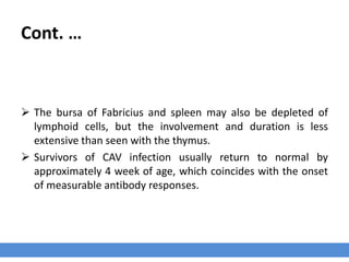 Cont. …
 The bursa of Fabricius and spleen may also be depleted of
lymphoid cells, but the involvement and duration is less
extensive than seen with the thymus.
 Survivors of CAV infection usually return to normal by
approximately 4 week of age, which coincides with the onset
of measurable antibody responses.
 
