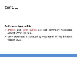 Cont. …
Broilers and layer pullets
 Broilers and layer pullets are not commonly vaccinated
against CAV in the field.
 Early protection is achieved by vaccination of the breeders
though MDA.
 
