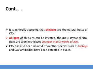 Chicken Anemia Virus