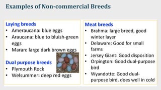 Examples of Non-commercial Breeds
Laying breeds
• Ameraucana: blue eggs
• Araucana: blue to bluish-green
eggs
• Maran: large dark brown eggs
Dual purpose breeds
• Plymouth Rock
• Welsummer: deep red eggs
Meat breeds
• Brahma: large breed, good
winter layer
• Delaware: Good for small
farms
• Jersey Giant: Good disposition
• Orpington: Good dual-purpose
bird
• Wyandotte: Good dual-
purpose bird, does well in cold
 