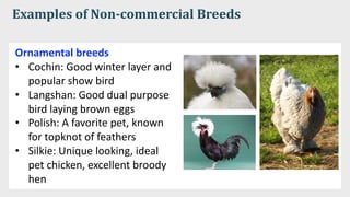 Examples of Non-commercial Breeds
Ornamental breeds
• Cochin: Good winter layer and
popular show bird
• Langshan: Good dual purpose
bird laying brown eggs
• Polish: A favorite pet, known
for topknot of feathers
• Silkie: Unique looking, ideal
pet chicken, excellent broody
hen
 
