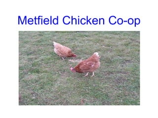 Metfield Chicken Co-op 