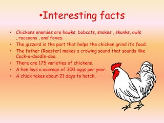 [object Object],Chickens enemies are hawks, bobcats, snakes , skunks, owls , raccoons , and foxes. The gizzard is the part that helps the chicken grind it’s food. The father (Rooster) makes a crowing sound that sounds like Cock-a-doodle-doo. There are 175 varieties of chickens. A hen lays a average of 300 eggs per year. A chick takes about 21 days to hatch.  