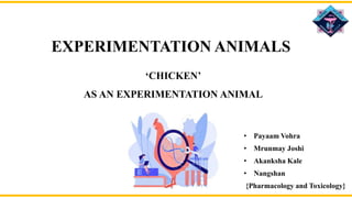 EXPERIMENTATION ANIMALS
• Payaam Vohra
• Mrunmay Joshi
• Akanksha Kale
• Nangshan
{Pharmacology and Toxicology}
‘CHICKEN’
AS AN EXPERIMENTATION ANIMAL
 