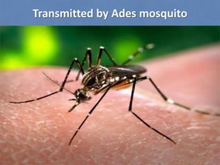 Transmitted by Ades mosquito
 