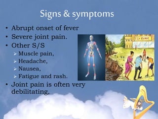 Signs & symptoms
• Abrupt onset of fever
• Severe joint pain.
• Other S/S
 Muscle pain,
 Headache,
 Nausea,
 Fatigue and rash.
• Joint pain is often very
debilitating,
 