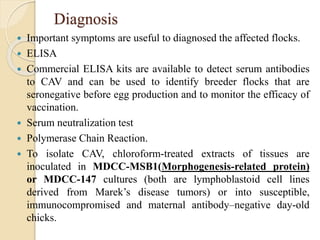 Diagnosis
 Important symptoms are useful to diagnosed the affected flocks.
 ELISA
 Commercial ELISA kits are available to detect serum antibodies
to CAV and can be used to identify breeder flocks that are
seronegative before egg production and to monitor the efficacy of
vaccination.
 Serum neutralization test
 Polymerase Chain Reaction.
 To isolate CAV, chloroform-treated extracts of tissues are
inoculated in MDCC-MSB1(Morphogenesis-related protein)
or MDCC-147 cultures (both are lymphoblastoid cell lines
derived from Marek’s disease tumors) or into susceptible,
immunocompromised and maternal antibody–negative day-old
chicks.
 