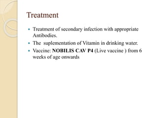 Treatment
 Treatment of secondary infection with appropriate
Antibodies.
 The suplementation of Vitamin in drinking water.
 Vaccine: NOBILIS CAV P4 (Live vaccine ) from 6
weeks of age onwards
 